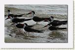 Birds On the Beach 04 * 612 x 376 * (56KB)